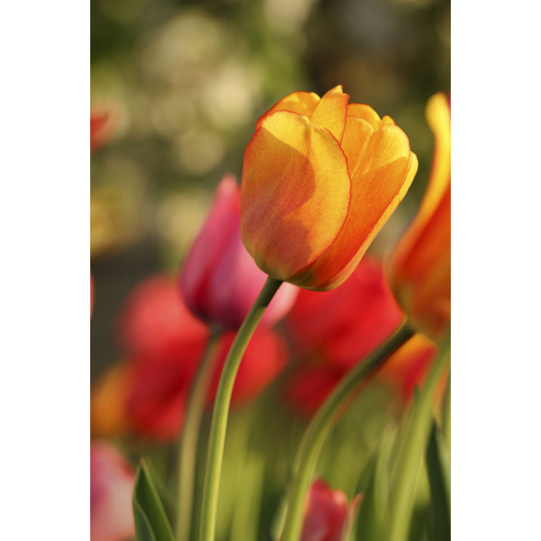 Tulpe im Wind von Njg - Leinwandbild