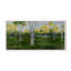 Nature Inspired "Summer Birchscape" Canvas Wall Art By -739708934-766666510-766666504