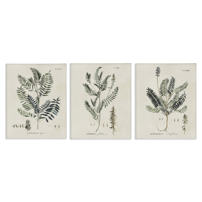 Ensemble de motifs d'herbes vertes et botaniques vertes par Martini, H 14 po x l 11 po, Giclée encadrée noir minuit
