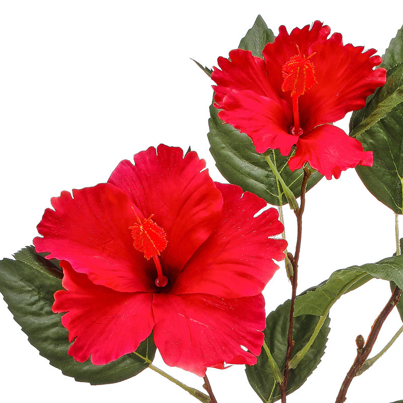 Double hibiscus et bourgeon 29 po , Rouge