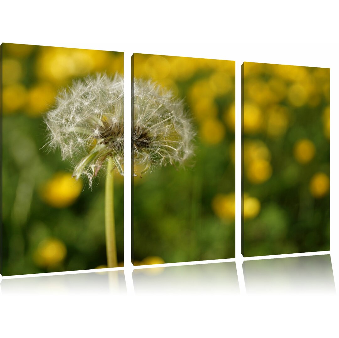 3-tlg. Leinwandbilder-Set „Pusteblume vor Wildwiese“, Fotodruck 