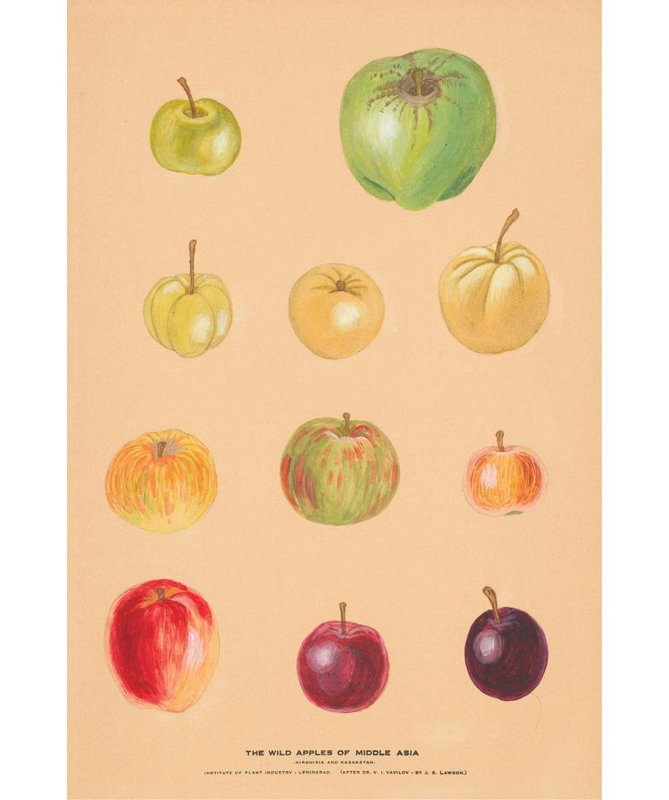 «The Wild Apples of Middle Asia 2» par Nikolai Ivanovich Vavilov - Art mural sur toile tendue avec châssis, H 24 po x l 17 po
