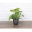 Live Green Prayer Plant in Classic Pot-83156957