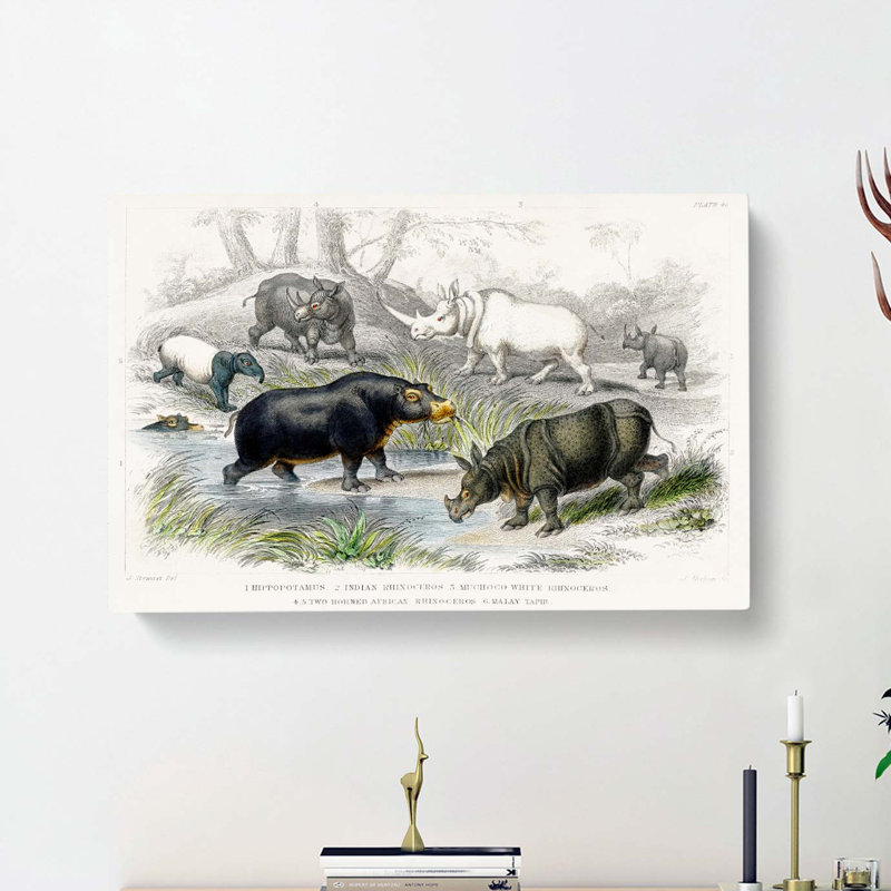 Hippopotamus and Rhinoceros by Oliver Goldsmith - Wrapped Canvas, 40cm H x 60cm W x 3cm D