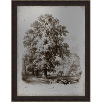 " Sepia Elm Tree "