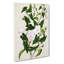 Bindweed Flowers by Sarah Featon - Wrapped Canvas-55304390