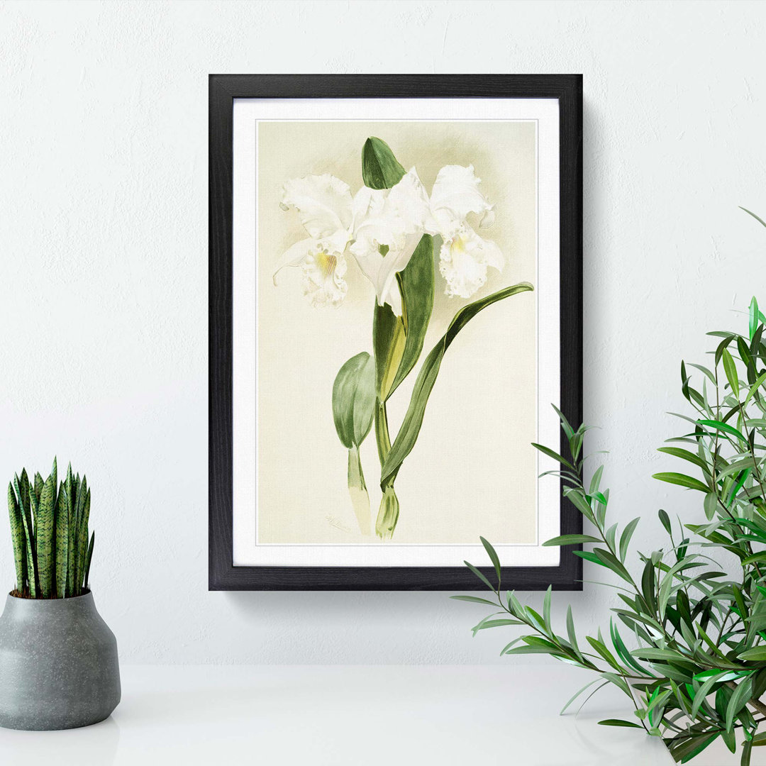 Magnolia Flowers Illustration Tab. 64 by Frederick Sander - Framed Print