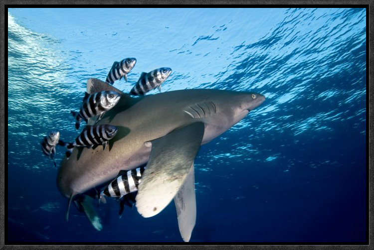 " Oceanic White-Tip Shark Close To The Surface ", 12" H x 18" W, Wrapped Canvas
