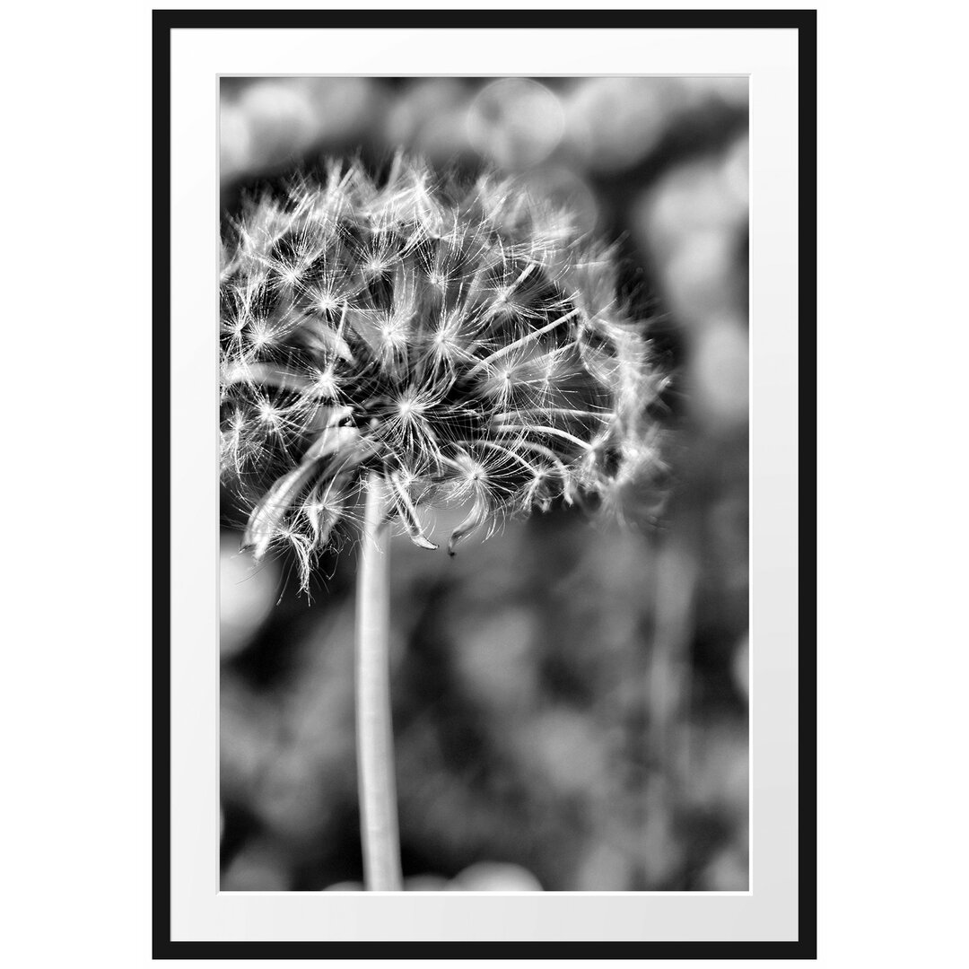 Gerahmtes Poster Pusteblume auf Wiese