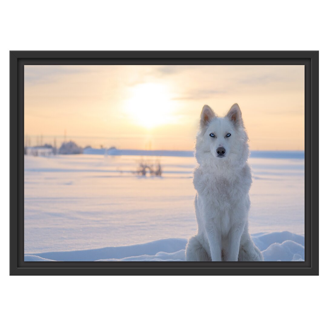 Gerahmtes Wandbild Weißer Wolf im Schnee