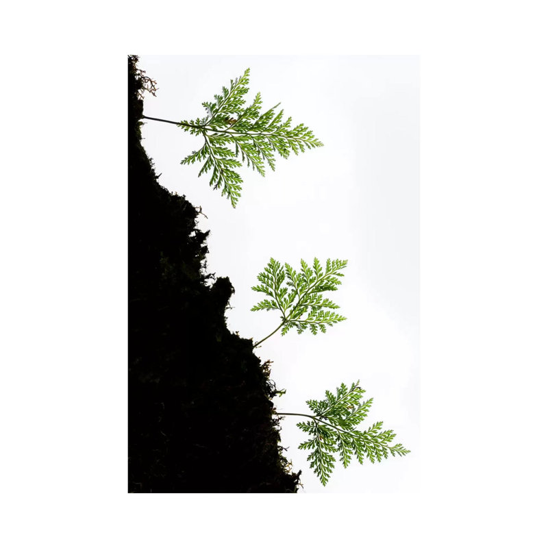 Fern Trio II by Stefan Hefele - Gallery-Wrapped Canvas Giclée on Canvas, Canvas, 20.32 cm H x 30.48 cm W