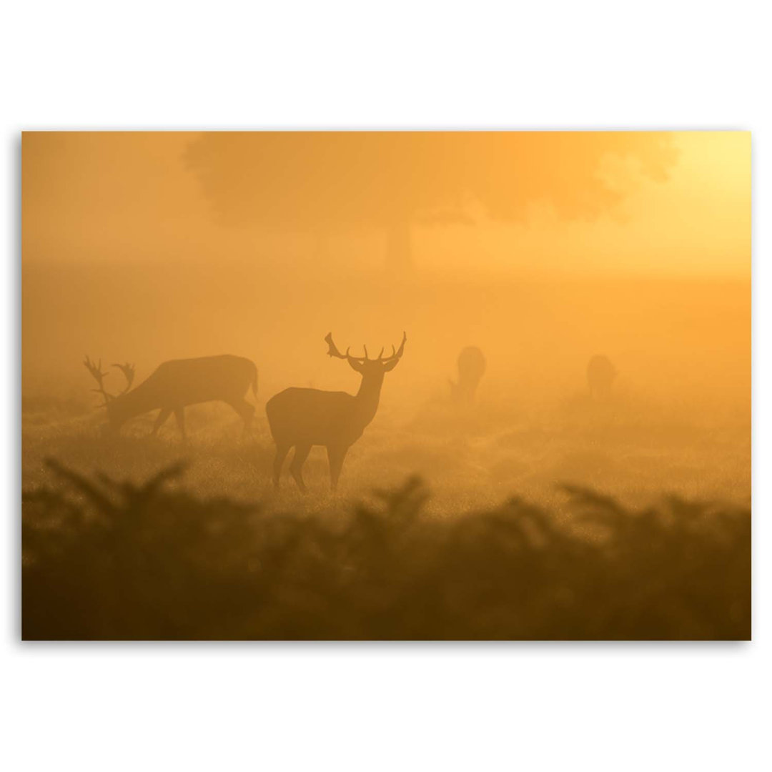 Leinwandbild Rotwildherde in der Morgendämmerung