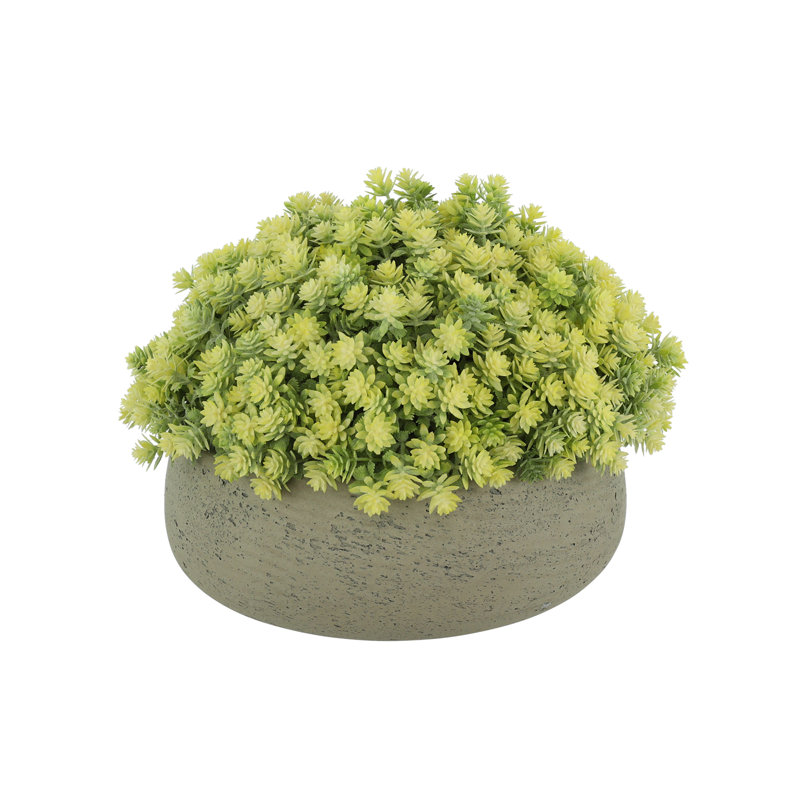 Sedum Arrangement in Fiberstone Pot, 11" H x 11" W x 11" D