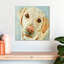 Crowle Retriever Stare-111886779