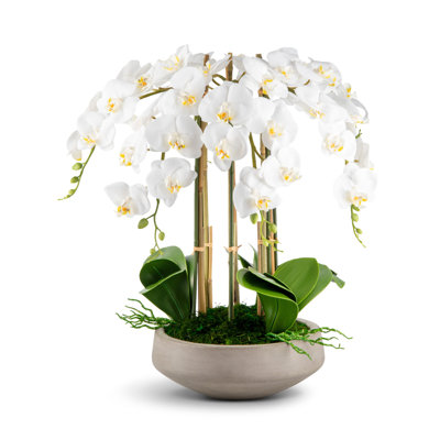Orchidée Henrietta RealTouch