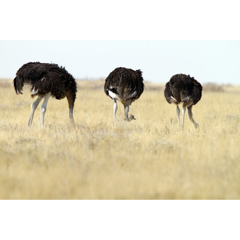 Three Common Ostrichs by Angelika, 8'' H x 12'' W