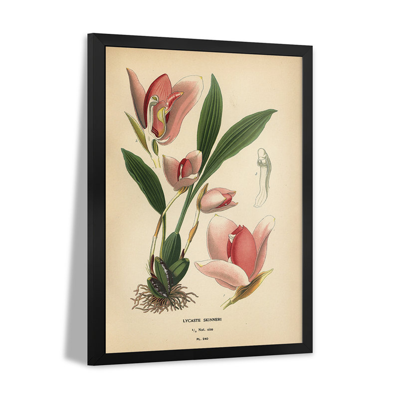 Lycaste virginalis orchidée - reproduction d'art murale - affiche de galerie, H 32 po x l 24 po