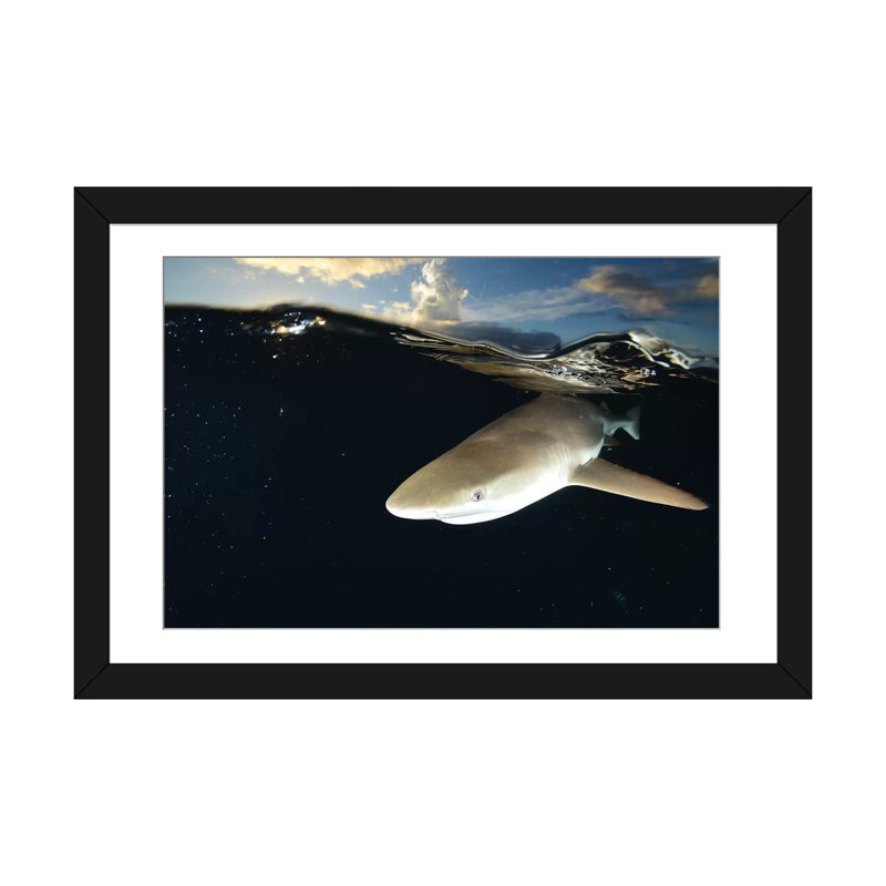 Blacktip Reef Shark, Yap, Micronesia II by Andreas Schumacher - Photograph on Canvas, Black Framed Fine Art Paper, White