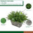 HF0792 13'' Faux Asparagus Fern Plant in Wood Planter-885015657