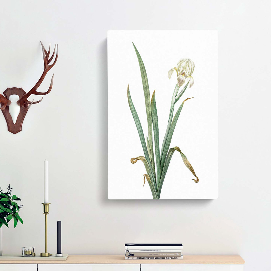 Crimean Iris Flower by Pierre-Joseph Redoute - Wrapped Canvas