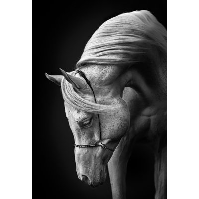stallion