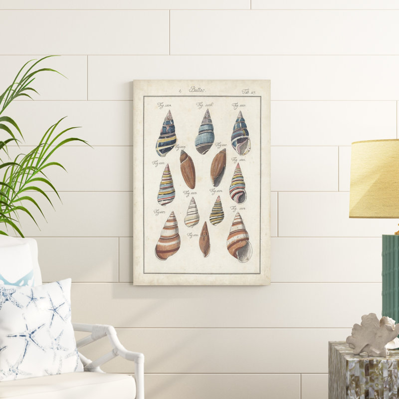 «Antique Shell pair I» par Jacques DeSeve, impression sur toile tendue, H 36 po x l 24 po