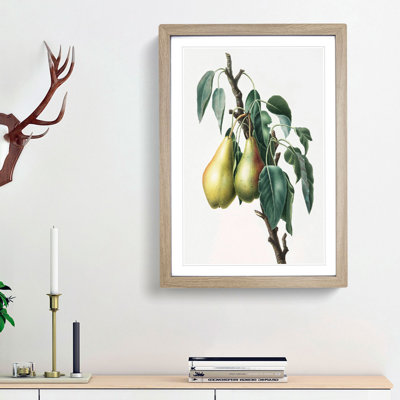 Lemon Pear Tree by Giorgio Gallesio - Picture Frame Painting Print