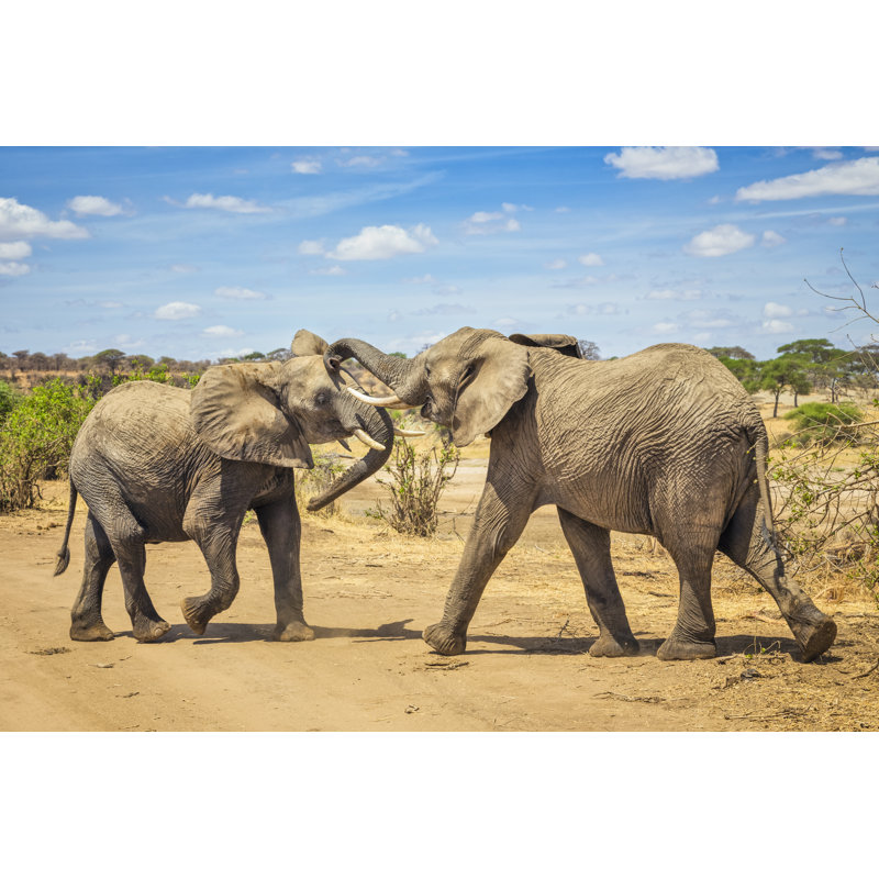 Paire d'éléphants d'Afrique par Cinoby