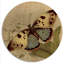 Illustration rétro de papillon III - animaux, art mural en bois - bois de pin naturel-1710827342