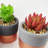 14cm Faux Succulent in Ceramic Pot