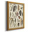 " Seashell Display "-2116054320