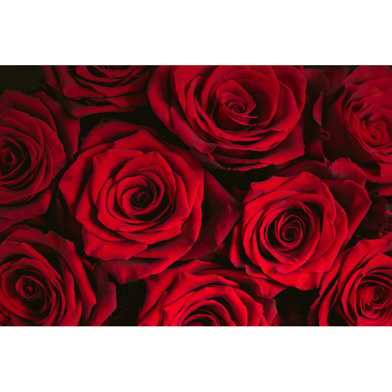 Bouquet de roses rouges - Photographie sur toile tendue, H 12 po x l 18 po