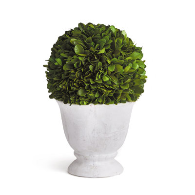 Alby Boxwood Topiary in Ceramic Urn