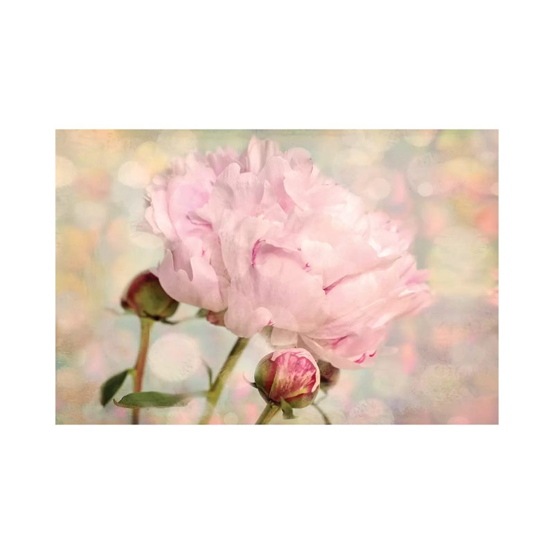 Pink Peony by Ros Berryman - Print on Canvas, Wrapped Canvas, 30.48 cm H x 45.72 cm W