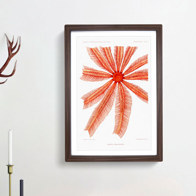 Starfish by Albert I - Framed Print