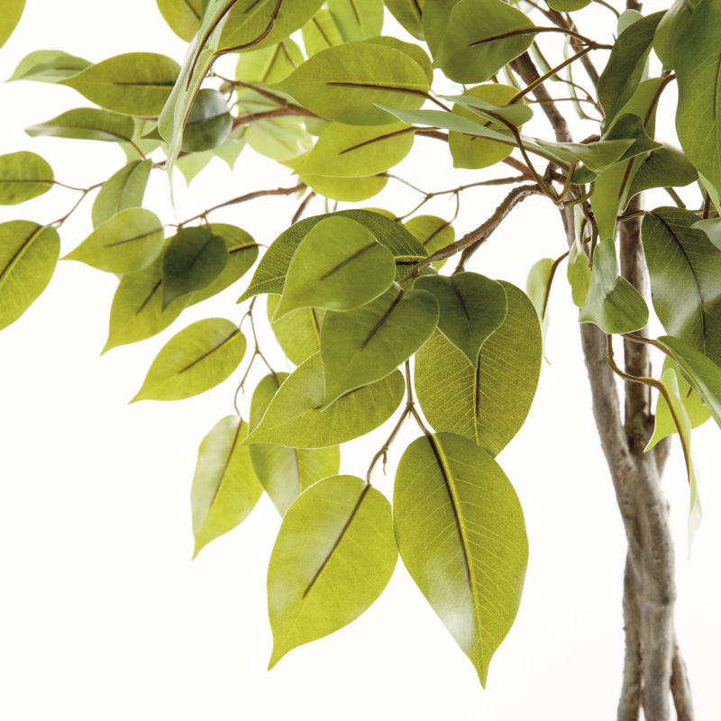 Deanne 55.1181'' Faux Ficus Tree in Pot Liner