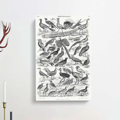 Ornithology Study Of Birds LXX by Oliver Goldsmith - Wrapped Canvas Print