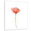 Reproduction d’art sur toile tendue, reproduction de fleurs rouge large aquarelle-18298201-33186966