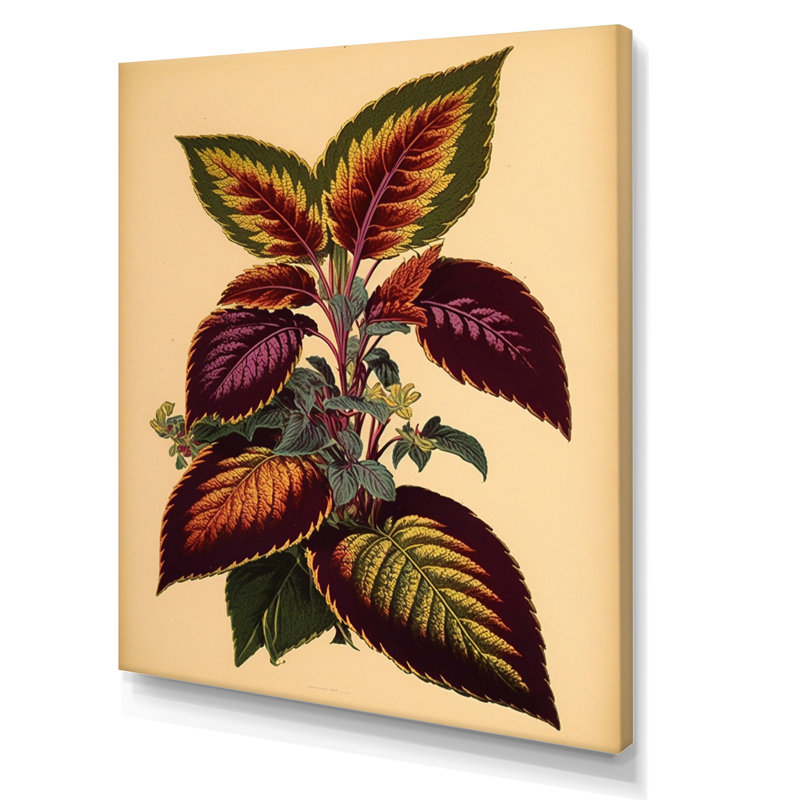 Illustration botanique rétro d'une plante Coleus, H 20 po x l 12 po x P 1 po, Toile tendue