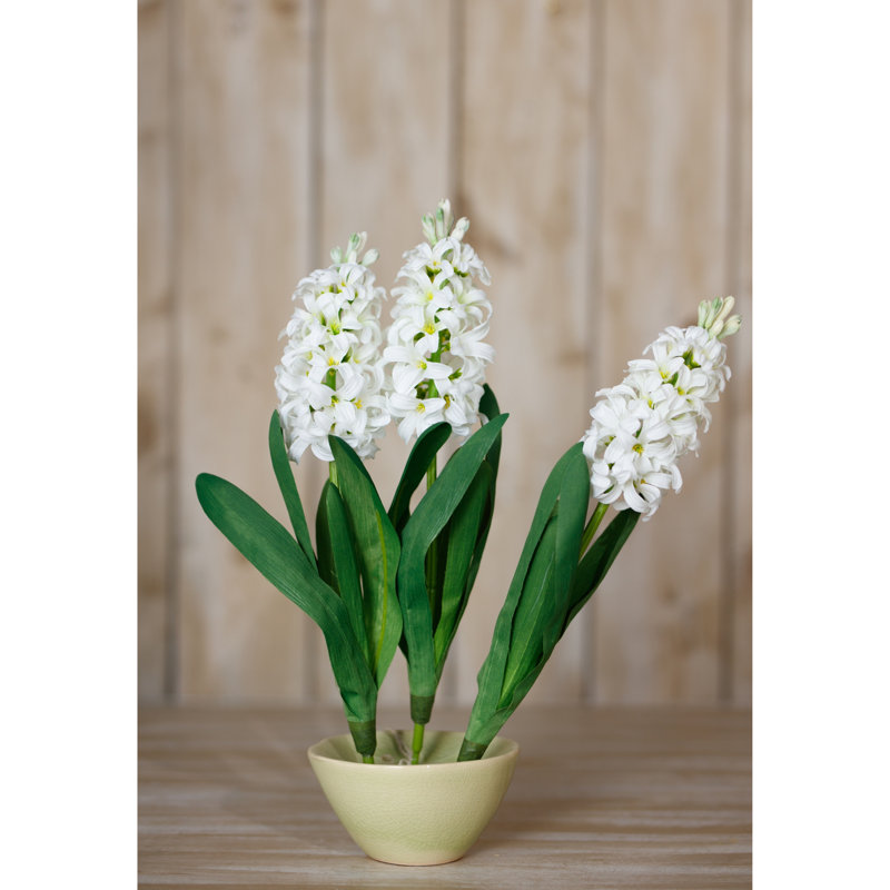 Hyacinth Stem, White