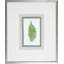 Fern2 Print