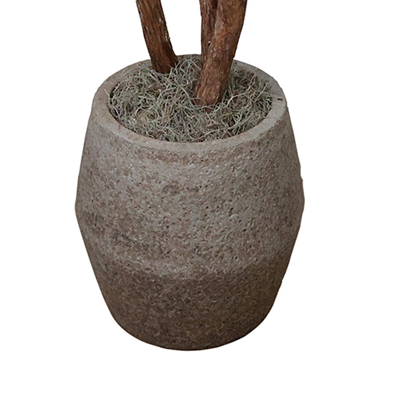 Silver Dollar Eucalyptus Tree in Stone Pot
