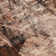 Caseville Abstract Rug