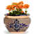 Blue/Orange selected