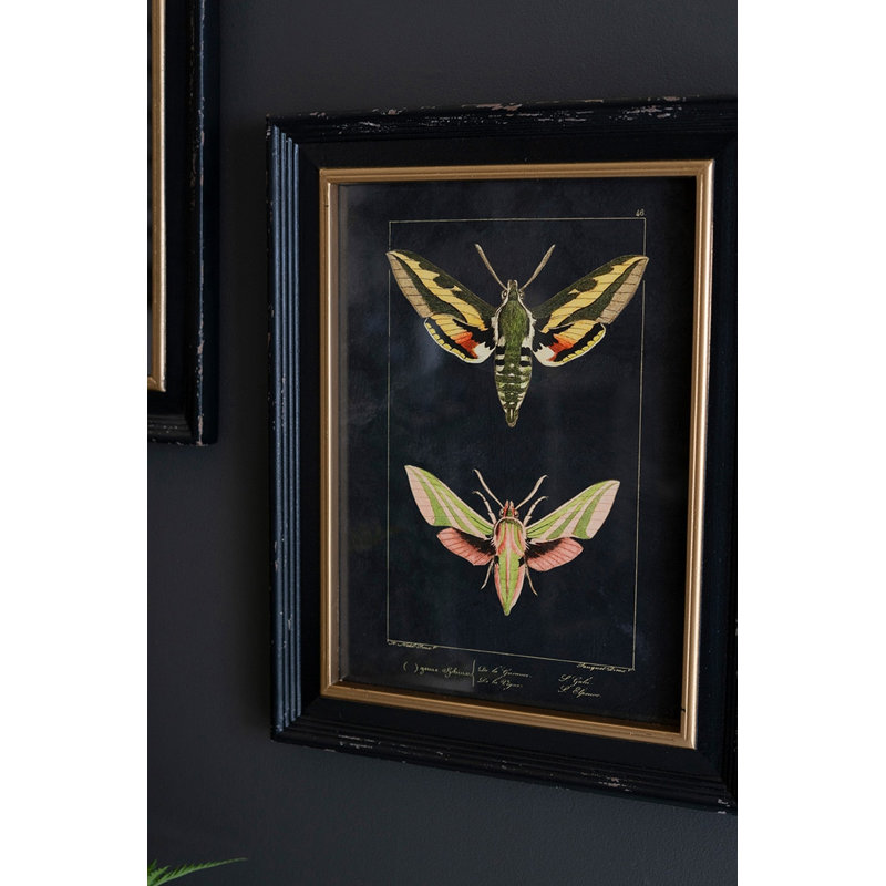  Framed Wall Art, Moth Prints Under Glass 18"H – Black Framed Insect Art, Set of Two