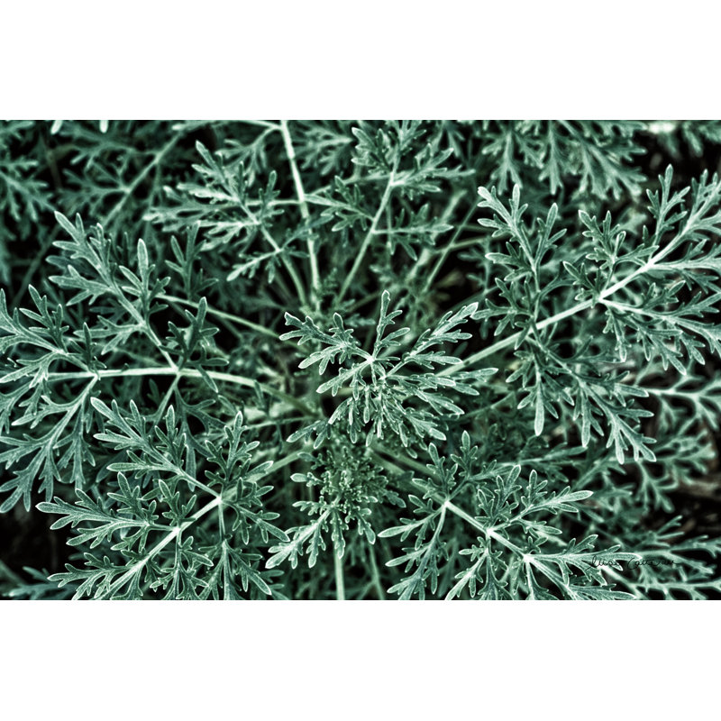 Gros plan sur la verdure, H 32 po x l 48 po, Non, Cadre simple érable érable