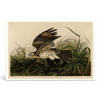 Winter Hawk, Plate CCLVI (1838) - Paysage, art mural sur toile
