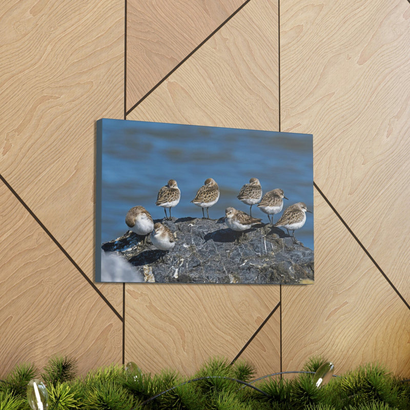 «Sandpipers on a Rock Animal», art mural