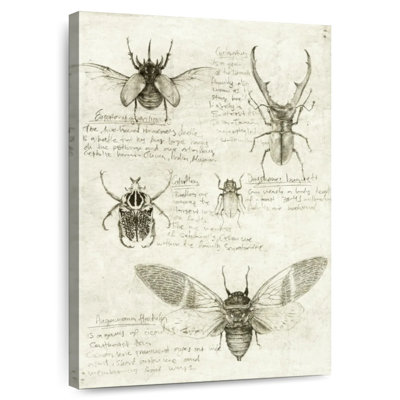 Insect Sketch