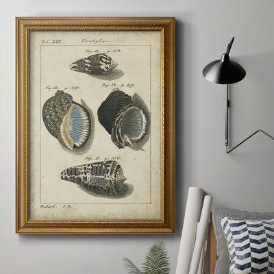 «Vintage Shell Study III», reproduction d'art sur toile encadrée